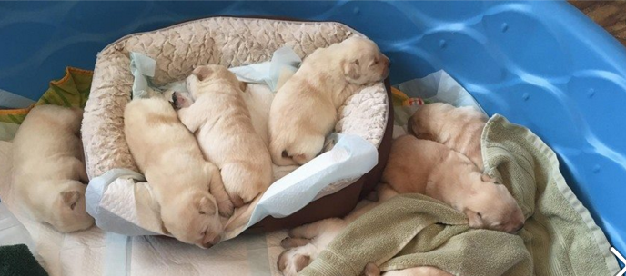 Nap Time For Puppies